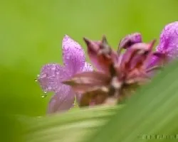 Flores y agua