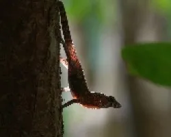 Anolis