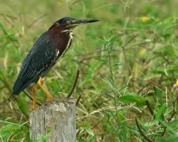 Garcita Verde (Butorides virescens)