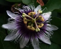 FLOR