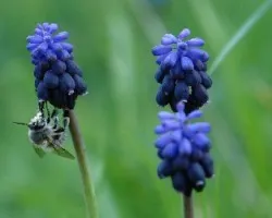 Abejorro