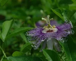 FLOR DE LA GRANADINA