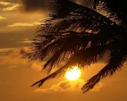 Atardeser Habanero
