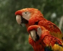 Iguales