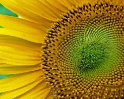 Girasol