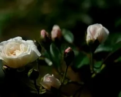 Flores