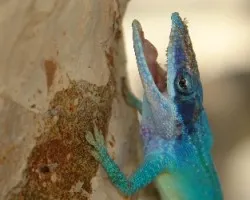 LAGARTO DE PLAYA