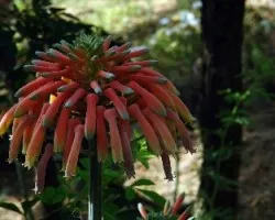 flores
