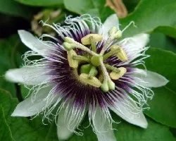 Maracuya
