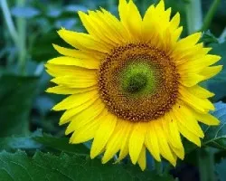 Girasol