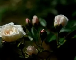 Flor