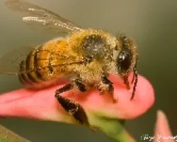 Abeja