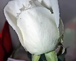 Rosa Blanca
