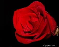 Rosa Roja