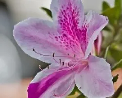 Orquidea de palo