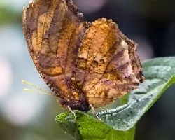 Mariposa hoja