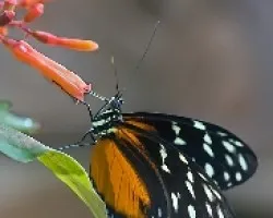 Heliconius hecale zuleika