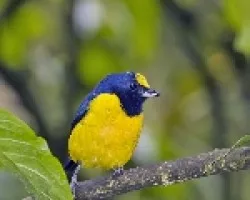 Yelow throated Euphonia