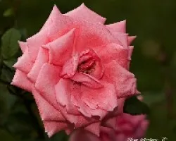 Rosa Rosada