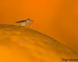 Planeta Naranja