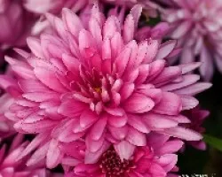 Petalos