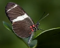 Heliconius clisonymus montanus