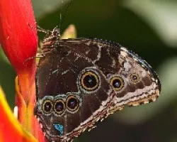 Morpho Peleides