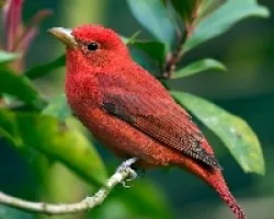 Piranga Rubra