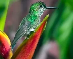 Colibri