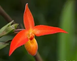 Orquidea naranja