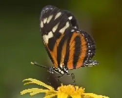 Eueides isabella eva