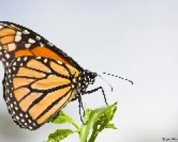 Danaus plexippus
