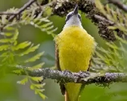 Pecho amarillo