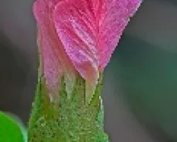 Flor del algodon