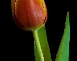 Tulipan
