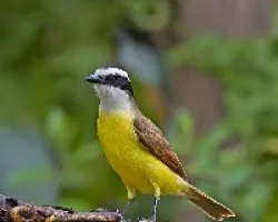 Pecho amarillo II