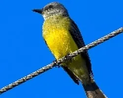 Tyrannus melancholicus