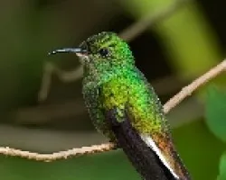 Elvira cupreiceps