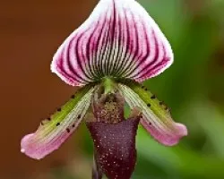 Orquidea