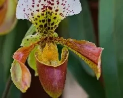 Orquidea II