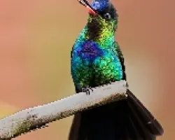 Panterpe insignis