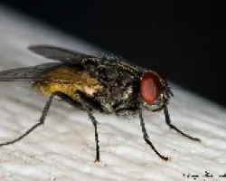 Mosca comun