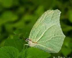 Una  mariposa mas