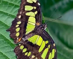 Siproeta stenes biplagiata