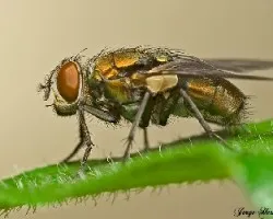 Mosca dorada