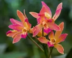 Ramillete de orquideas