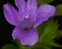 Purpura II