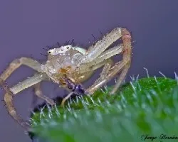 Aranita cangrejo