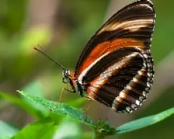 Mariposa