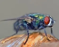 El ojo de la mosca